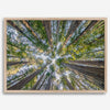 Redwood forest wall art print showing the perspective looking up at treetops in a dense redwood forest.