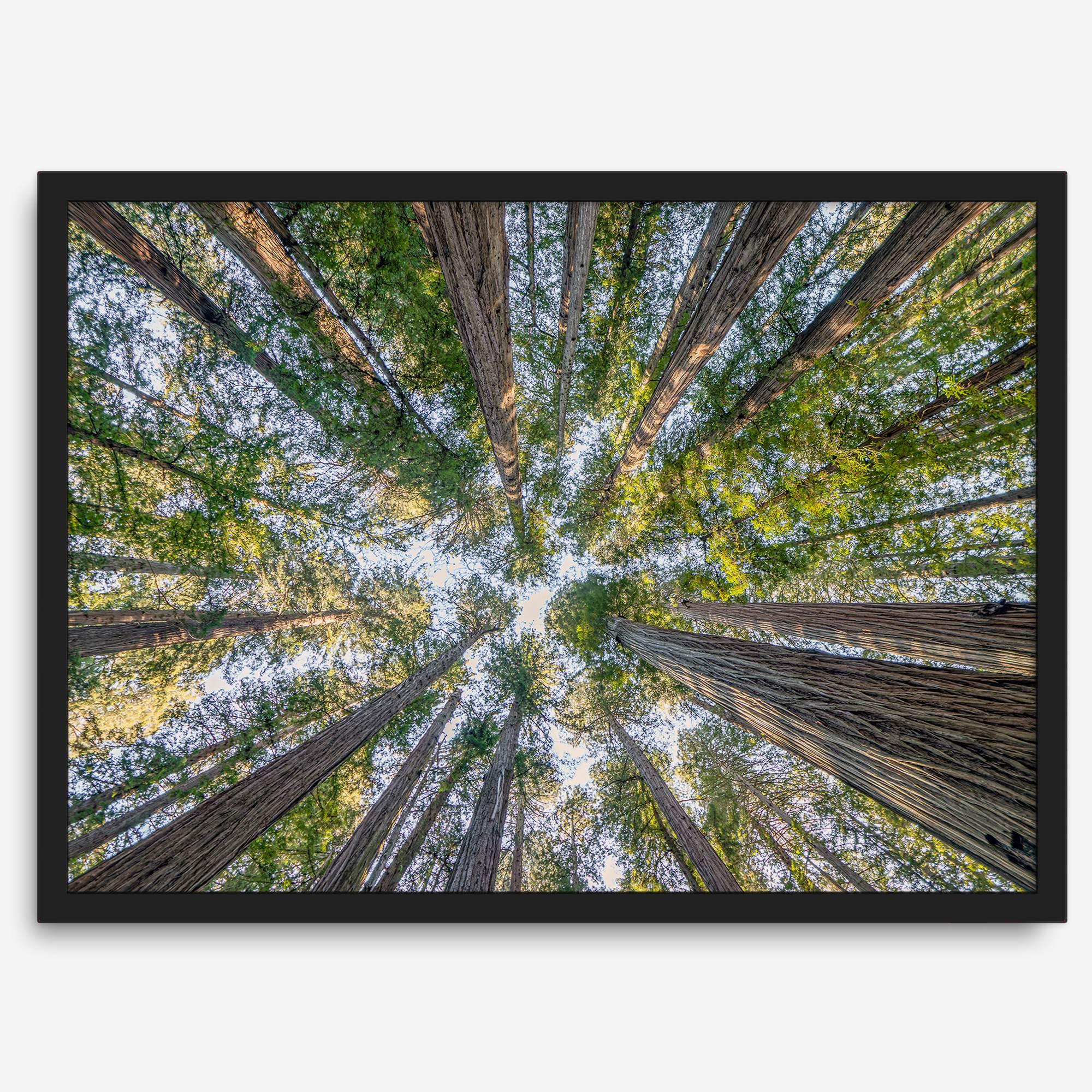 Redwood forest wall art print showing the perspective looking up at treetops in a dense redwood forest.