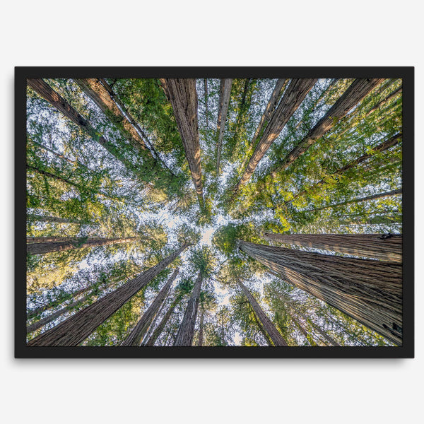 Redwood forest wall art print showing the perspective looking up at treetops in a dense redwood forest.