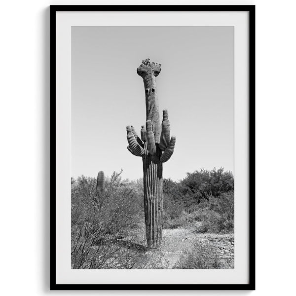 Black and white set of 3 prints featuring Saguaro National Park cacti: a figure-like cactus, one on a cactus-covered hill, and another with a branching top.