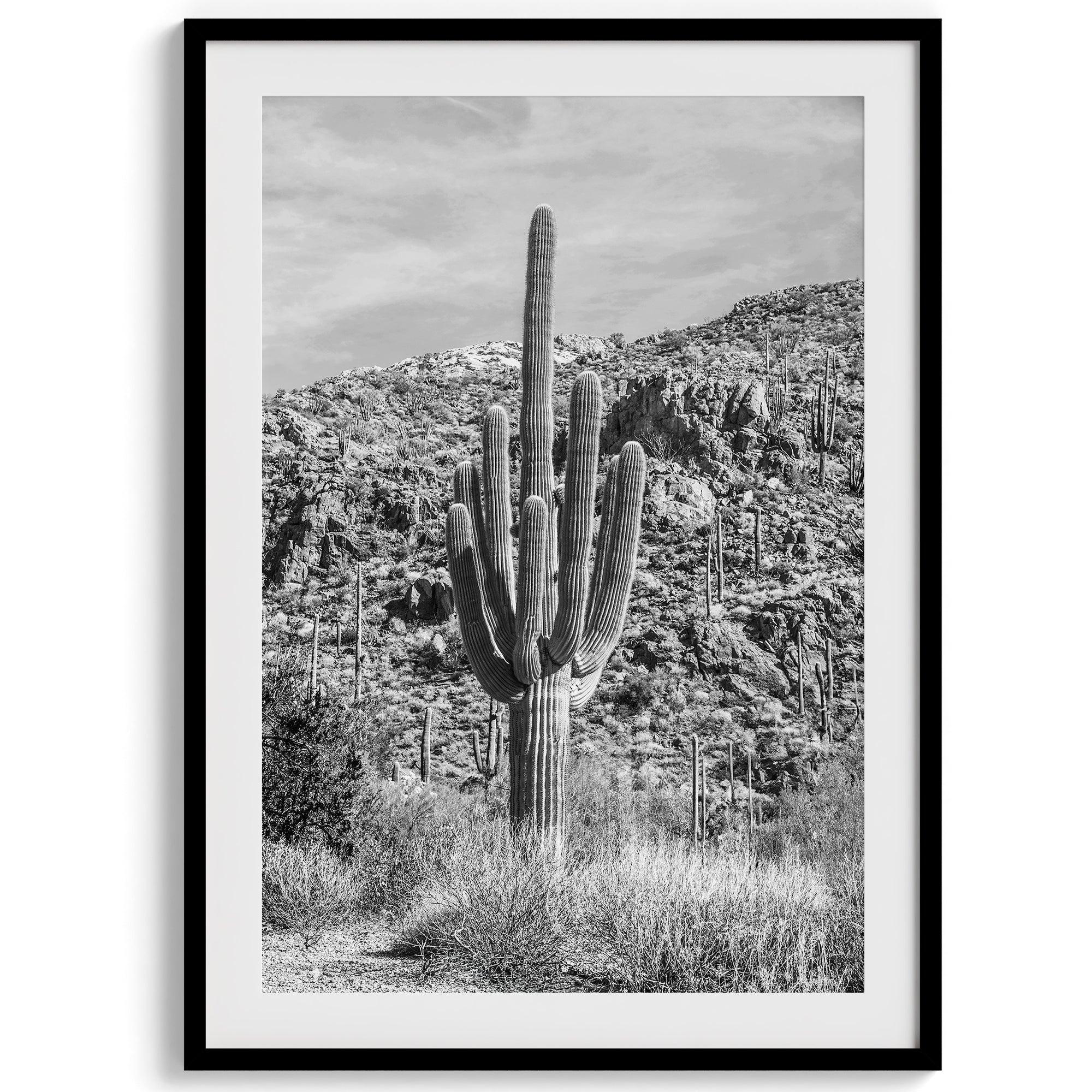 Black and white set of 3 prints featuring Saguaro National Park cacti: a figure-like cactus, one on a cactus-covered hill, and another with a branching top.