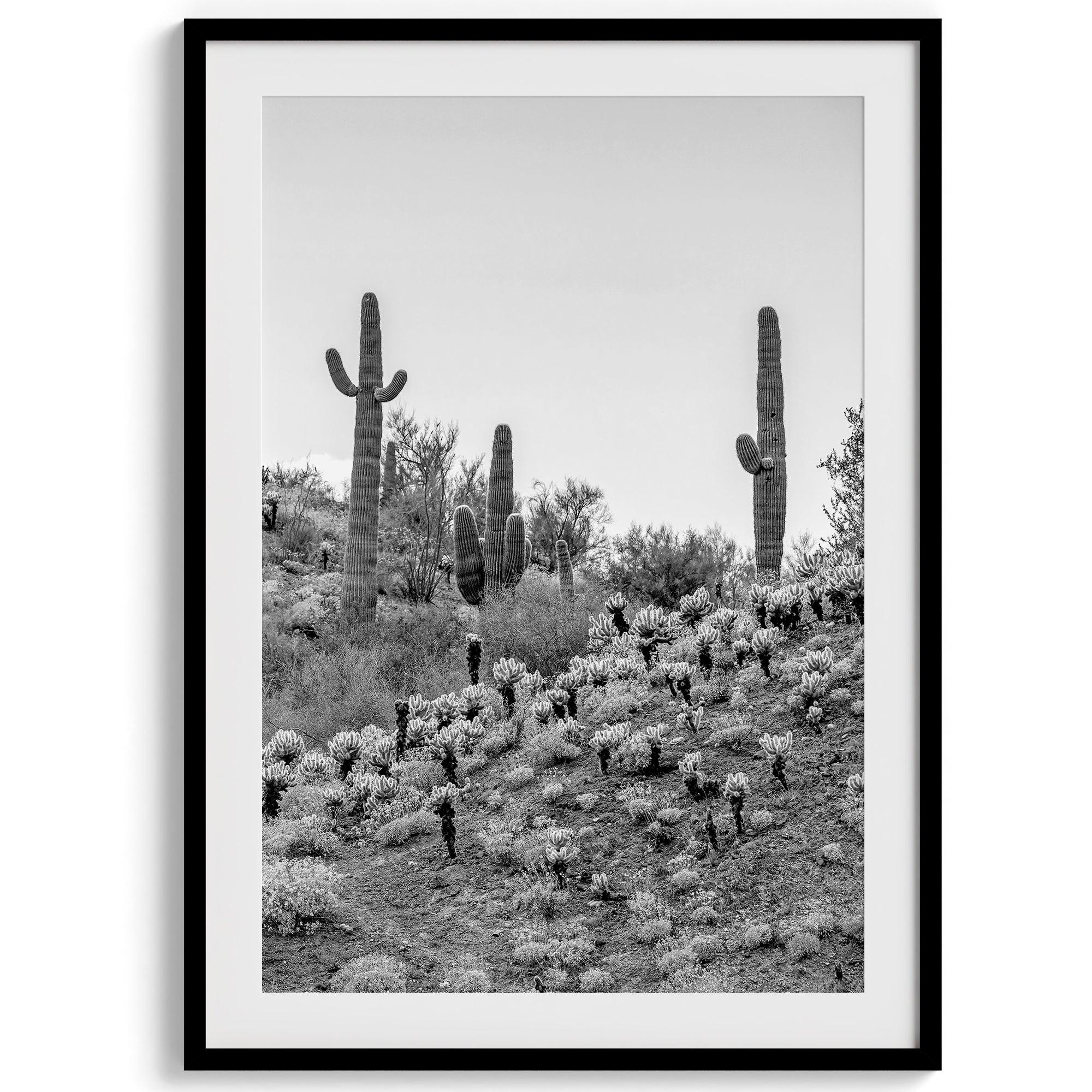 Black and white set of 3 prints featuring Saguaro National Park cacti: a figure-like cactus, one on a cactus-covered hill, and another with a branching top.
