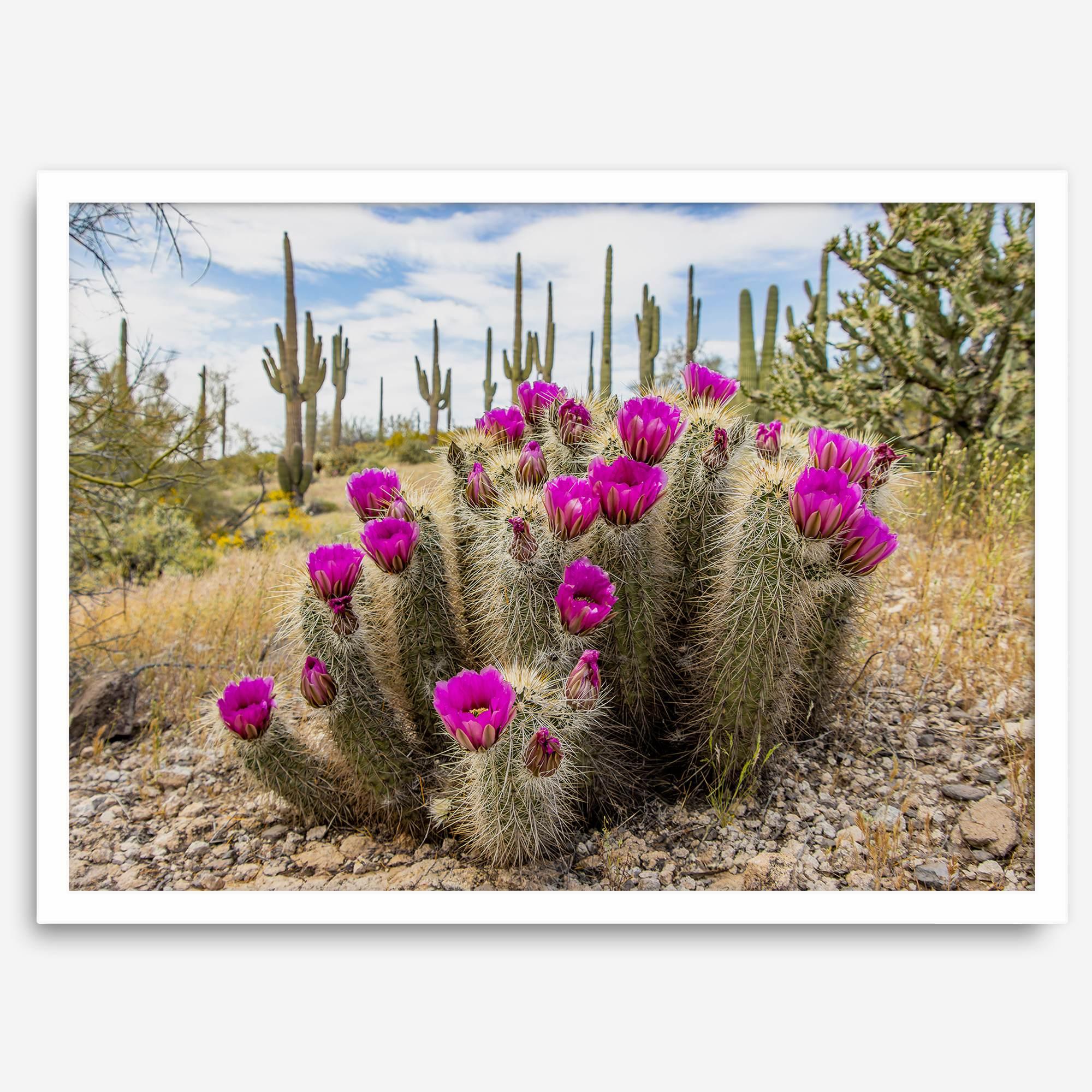 Arizona Desert Wall Art featuring a blooming hedgehog cactus in Saguaro National Park