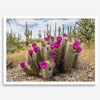 Arizona Desert Wall Art featuring a blooming hedgehog cactus in Saguaro National Park