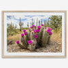 Arizona Desert Wall Art featuring a blooming hedgehog cactus in Saguaro National Park