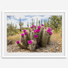 Arizona Desert Wall Art featuring a blooming hedgehog cactus in Saguaro National Park