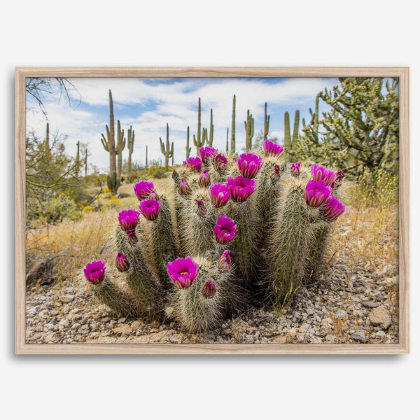 Arizona Desert Wall Art featuring a blooming hedgehog cactus in Saguaro National Park