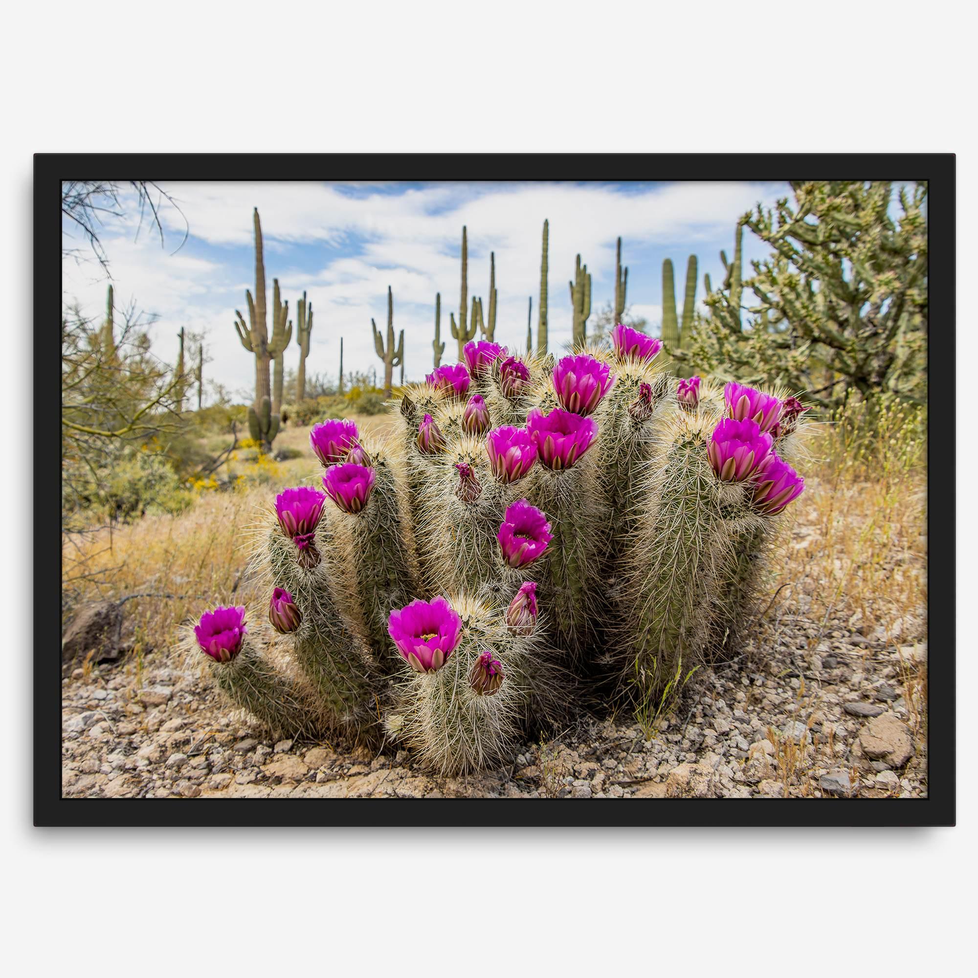 Arizona Desert Wall Art featuring a blooming hedgehog cactus in Saguaro National Park