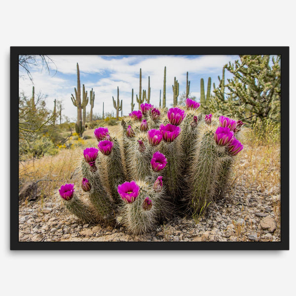 Arizona Desert Wall Art featuring a blooming hedgehog cactus in Saguaro National Park