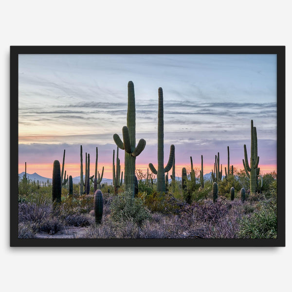 Cactus art print of saguaro cacti at sunset with pastel sky over desert landscape.