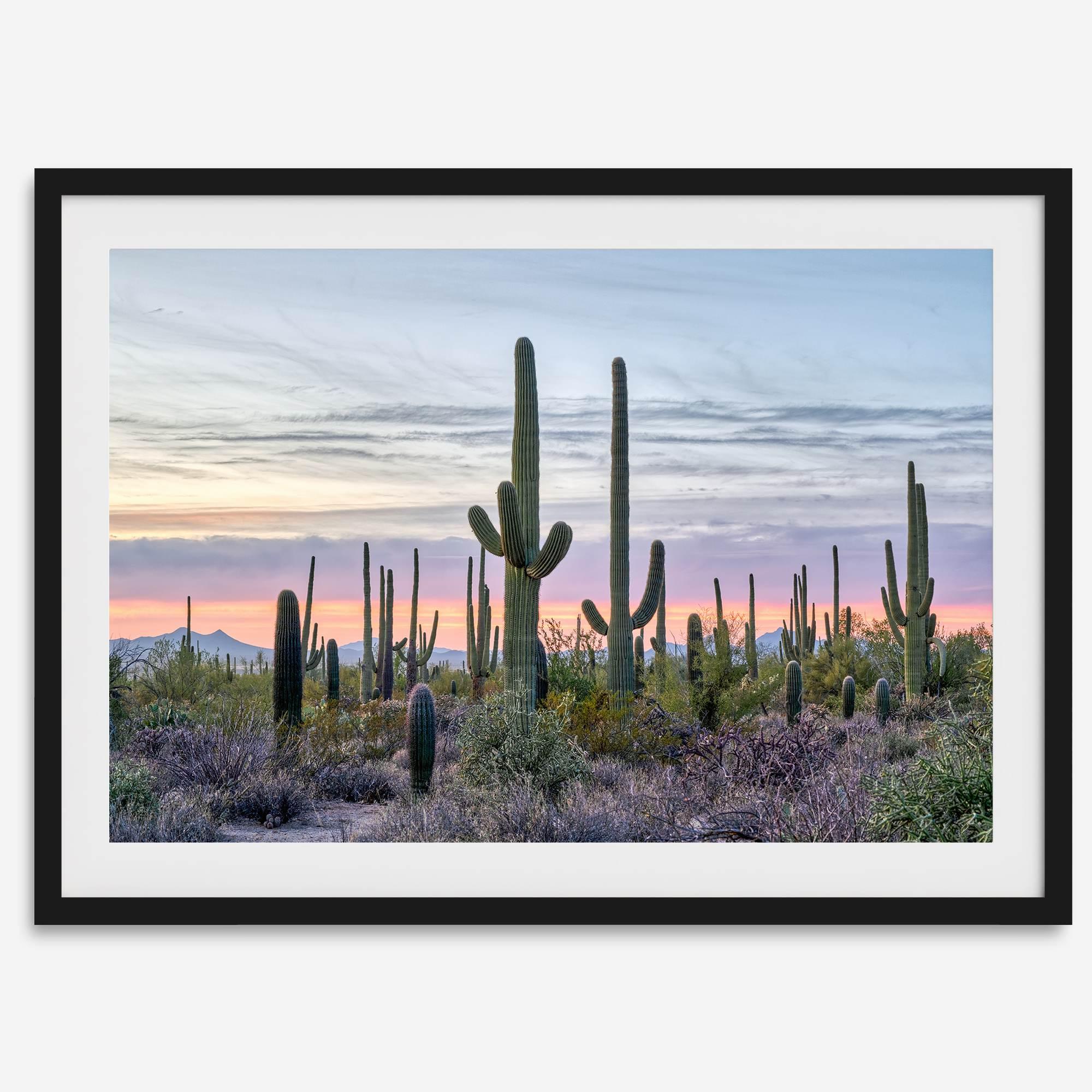 Cactus art print of saguaro cacti at sunset with pastel sky over desert landscape.