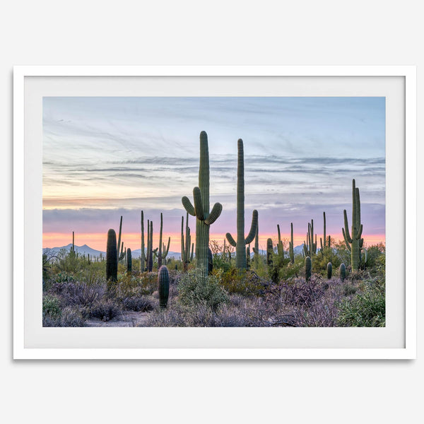 Cactus art print of saguaro cacti at sunset with pastel sky over desert landscape.