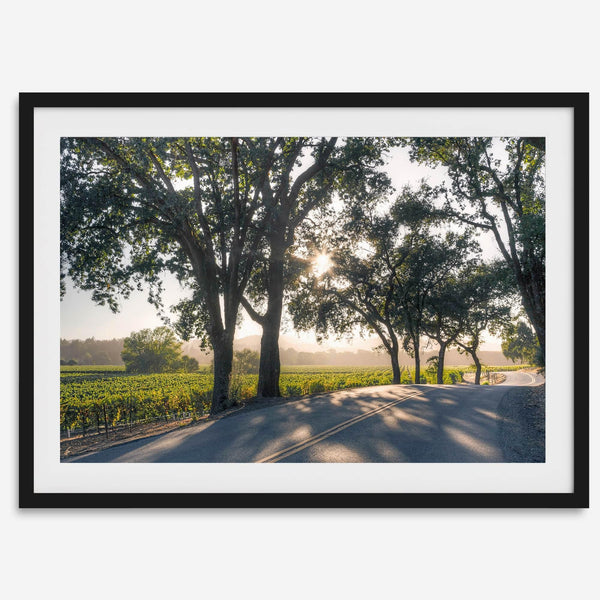 Step into California Wine Country with our fine art print of a winding road through the vineyards of the Russian River in Sonoma Valley. The rays of the setting sun are visible behind the trees, spreading warmth across THE vineyards.