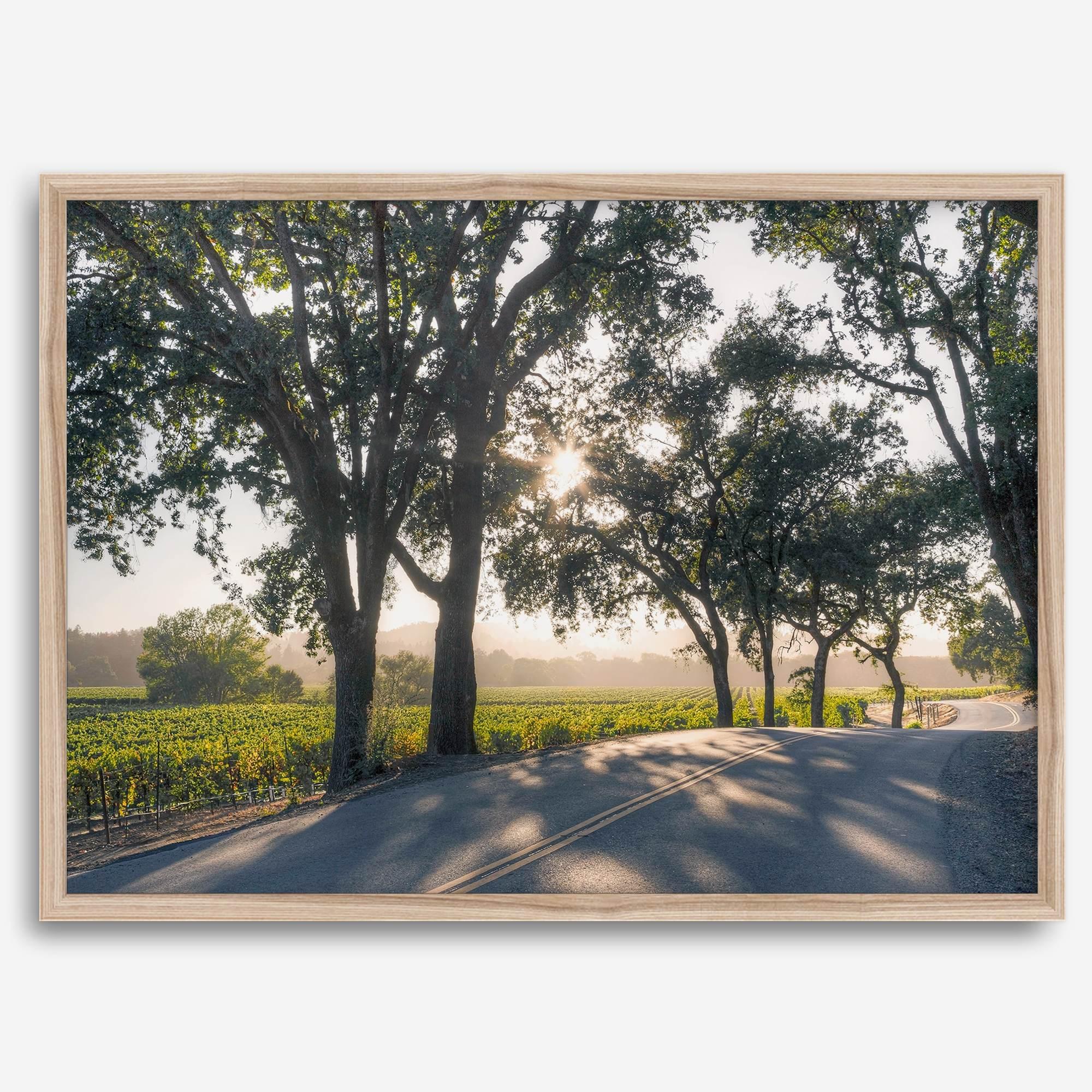 Step into California Wine Country with our fine art print of a winding road through the vineyards of the Russian River in Sonoma Valley. The rays of the setting sun are visible behind the trees, spreading warmth across THE vineyards.