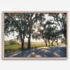 Step into California Wine Country with our fine art print of a winding road through the vineyards of the Russian River in Sonoma Valley. The rays of the setting sun are visible behind the trees, spreading warmth across THE vineyards.