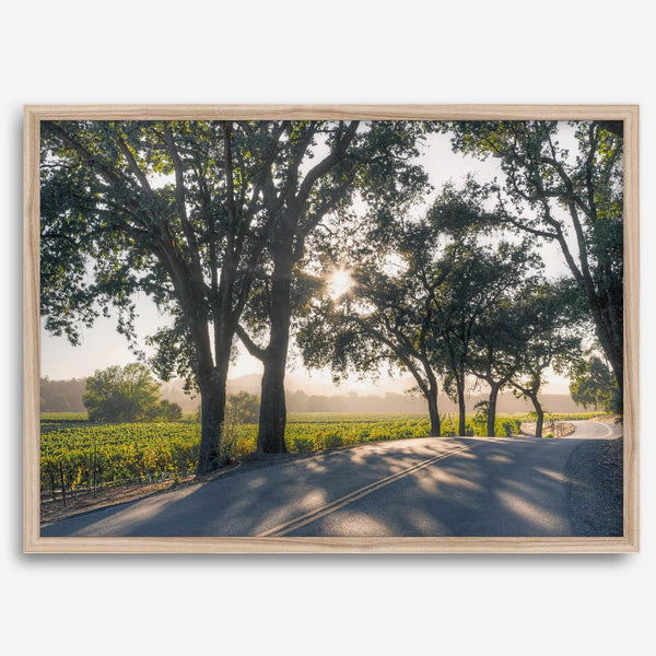 Step into California Wine Country with our fine art print of a winding road through the vineyards of the Russian River in Sonoma Valley. The rays of the setting sun are visible behind the trees, spreading warmth across THE vineyards.