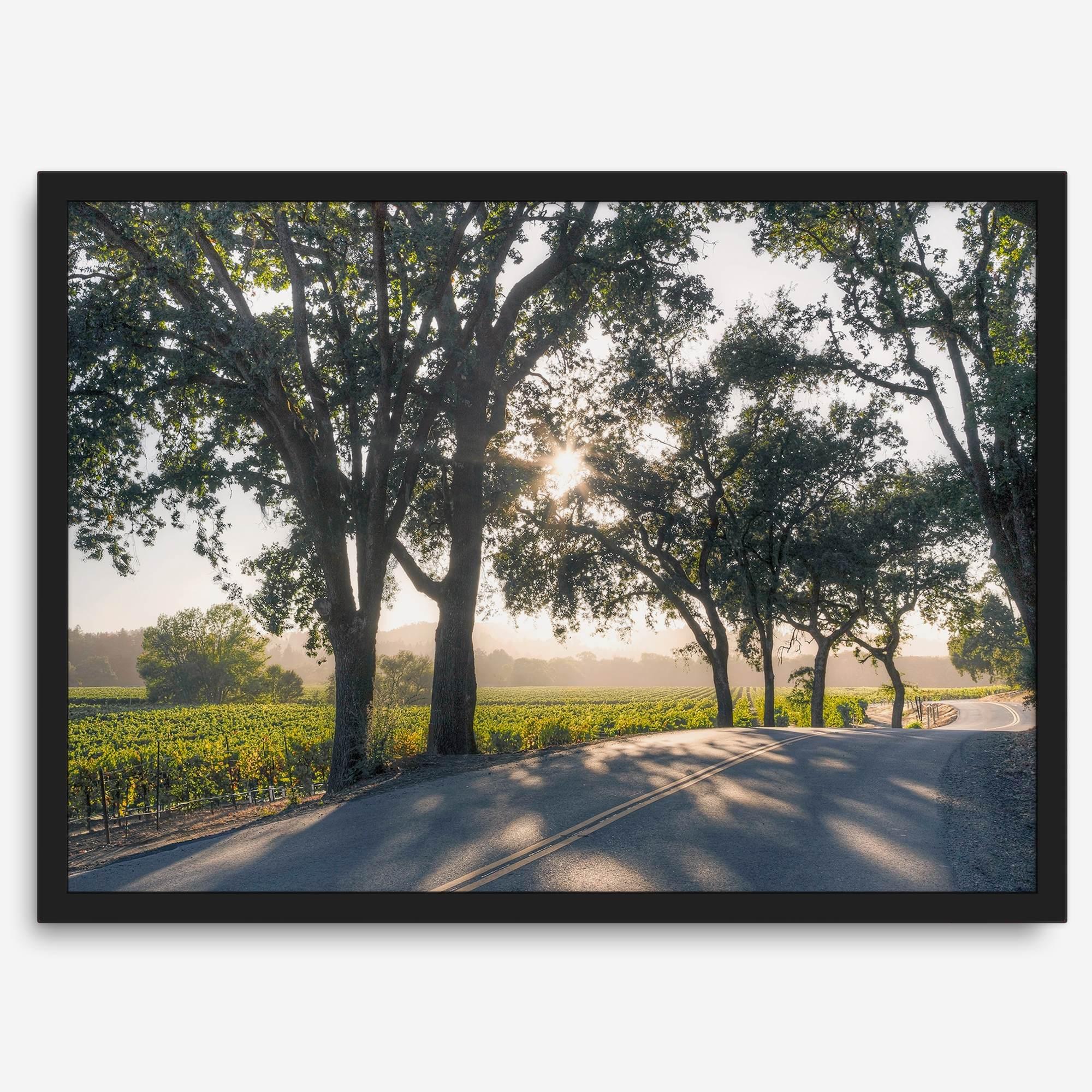 Step into California Wine Country with our fine art print of a winding road through the vineyards of the Russian River in Sonoma Valley. The rays of the setting sun are visible behind the trees, spreading warmth across THE vineyards.