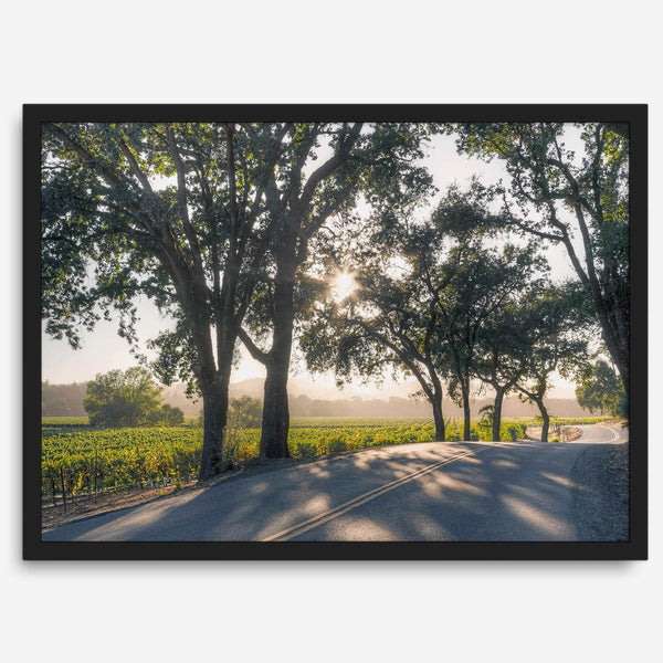 Step into California Wine Country with our fine art print of a winding road through the vineyards of the Russian River in Sonoma Valley. The rays of the setting sun are visible behind the trees, spreading warmth across THE vineyards.