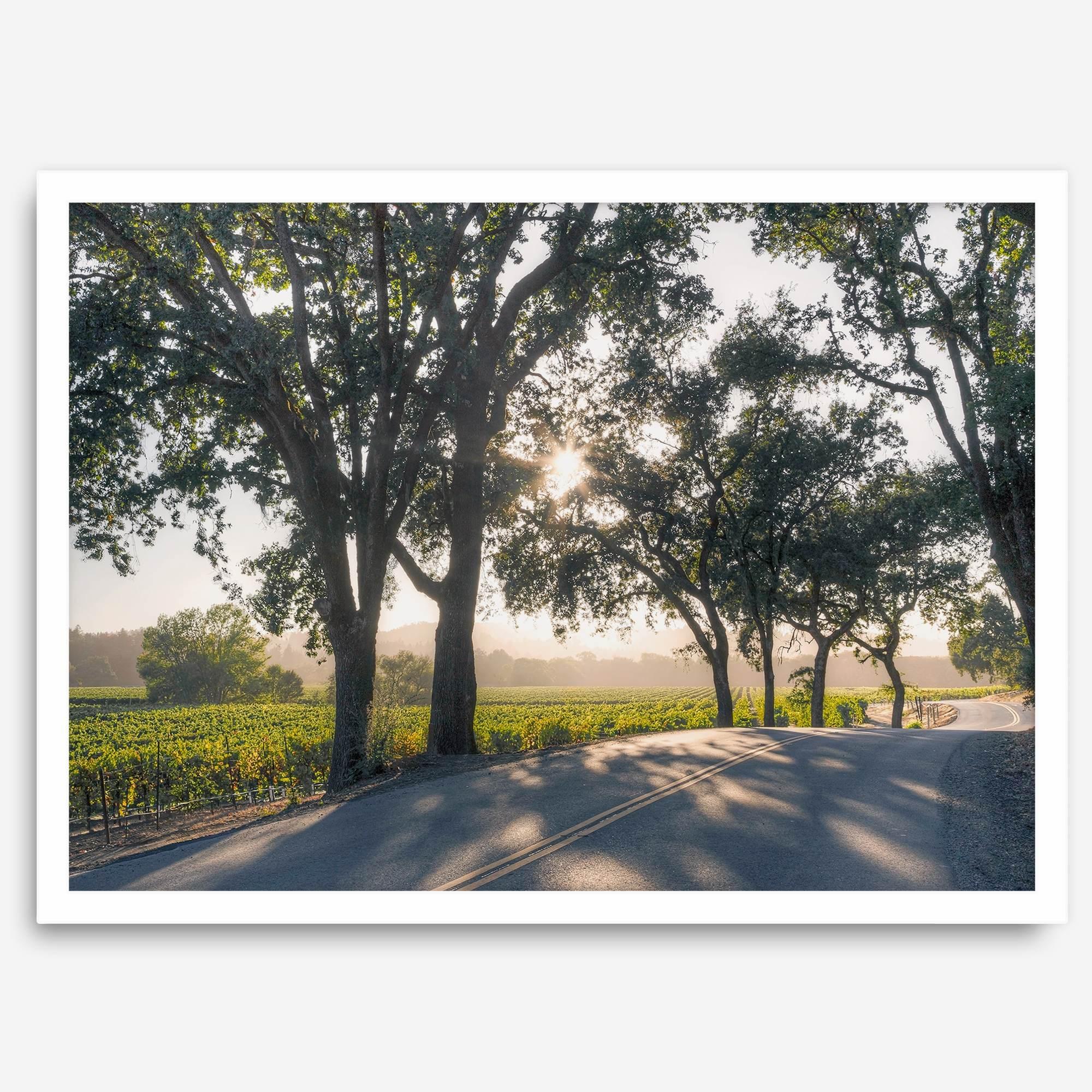 Step into California Wine Country with our fine art print of a winding road through the vineyards of the Russian River in Sonoma Valley. The rays of the setting sun are visible behind the trees, spreading warmth across THE vineyards.
