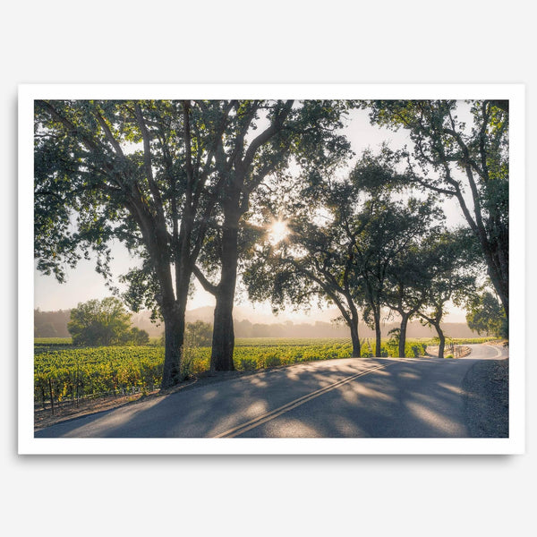 Step into California Wine Country with our fine art print of a winding road through the vineyards of the Russian River in Sonoma Valley. The rays of the setting sun are visible behind the trees, spreading warmth across THE vineyards.