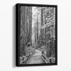 Black and white large forest canvas wall art depicting a California redwood pathway, with towering trees in Muir Woods.