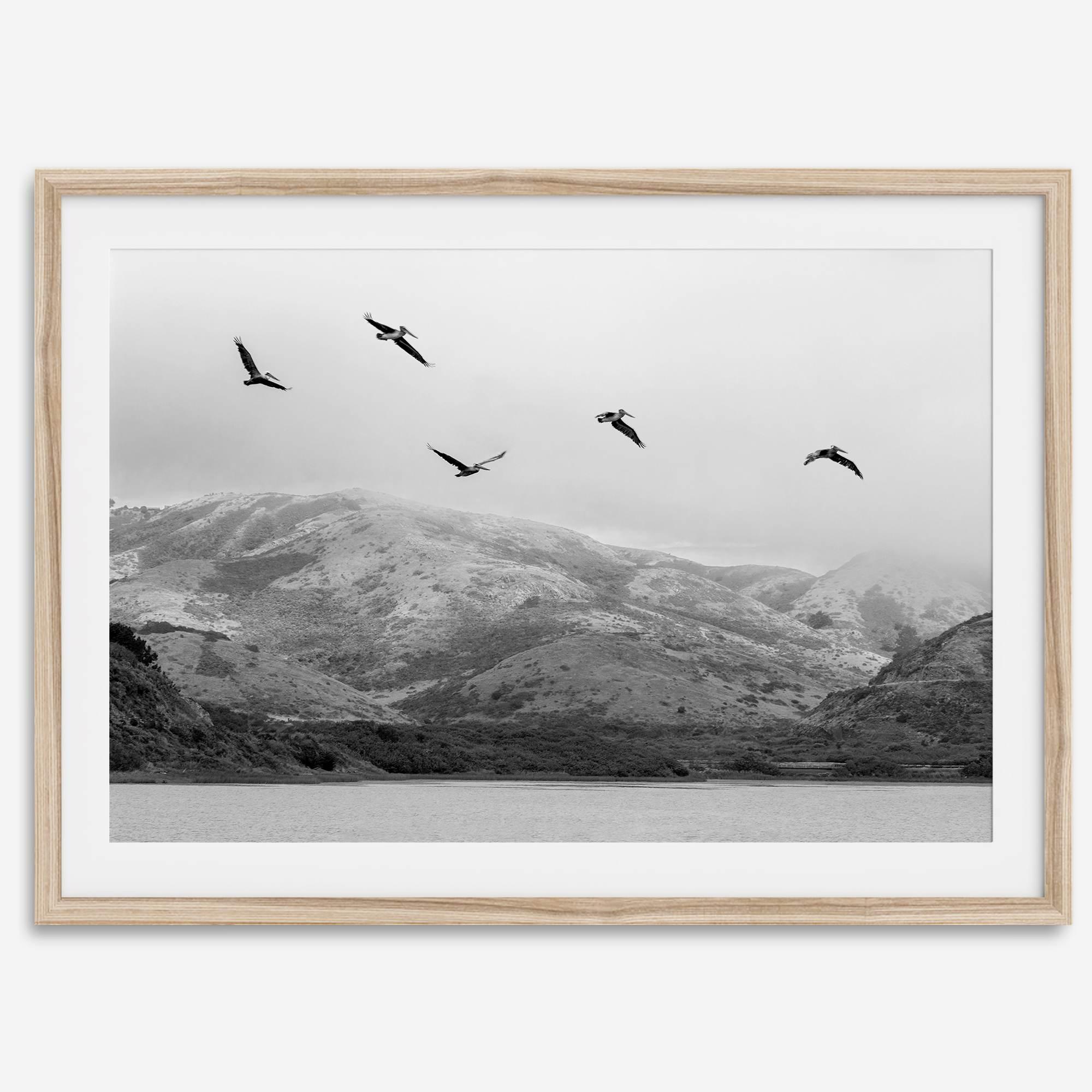 northwest coast pelicans black and white beach photography print.