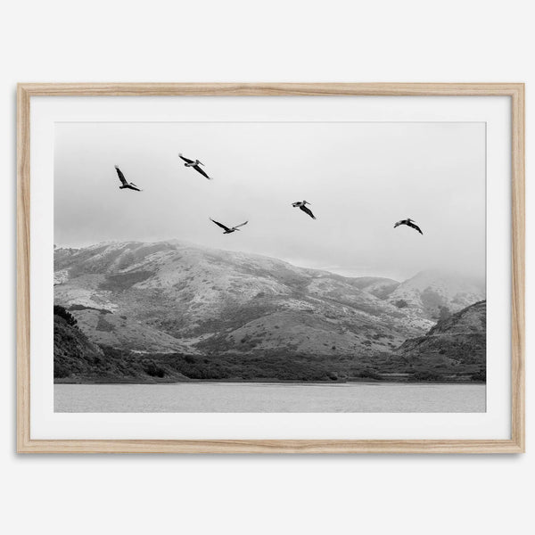 northwest coast pelicans black and white beach photography print.