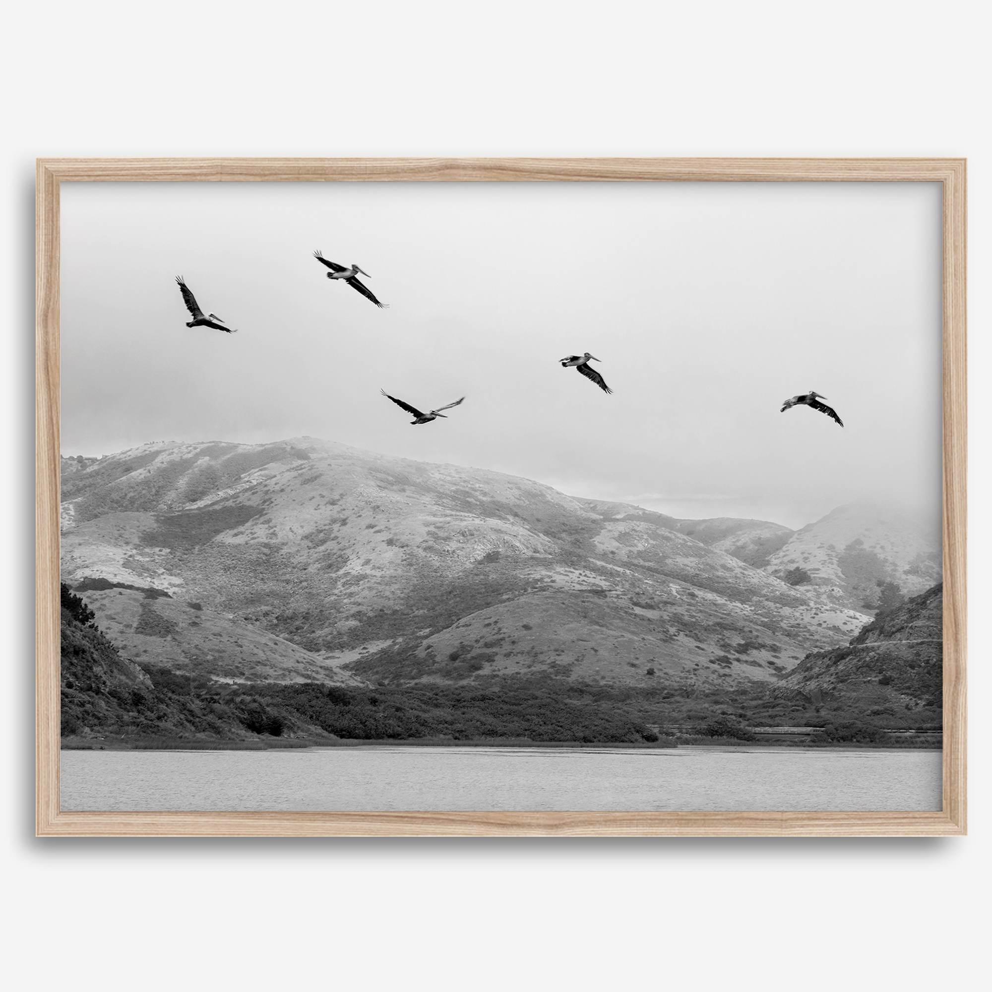 northwest coast pelicans black and white beach photography print.