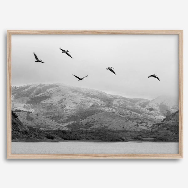 northwest coast pelicans black and white beach photography print.