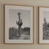 Black and white set of 3 prints featuring Saguaro National Park cacti: a figure-like cactus, one on a cactus-covered hill, and another with a branching top.