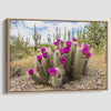 Vivid Arizona desert canvas print featuring flowering cactus and tall saguaros