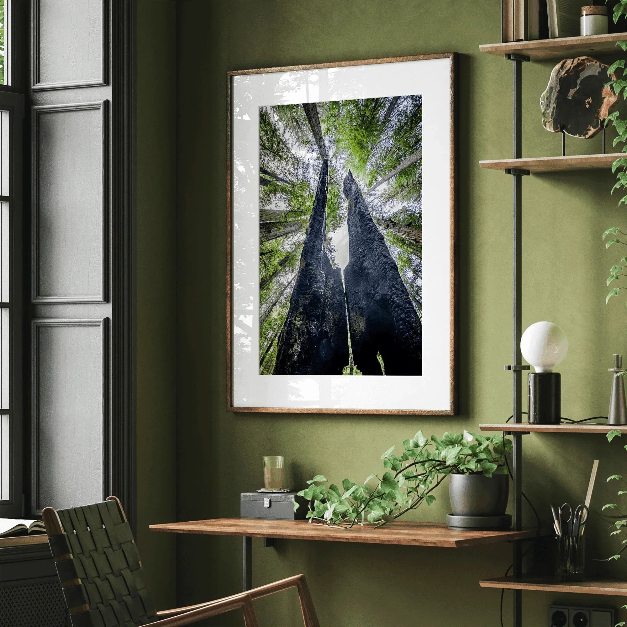 A forest fine art photography print looking up at towering redwoods with charred trunks and a vibrant green canopy in a tranquil forest setting.