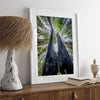 A forest fine art photography print looking up at towering redwoods with charred trunks and a vibrant green canopy in a tranquil forest setting.