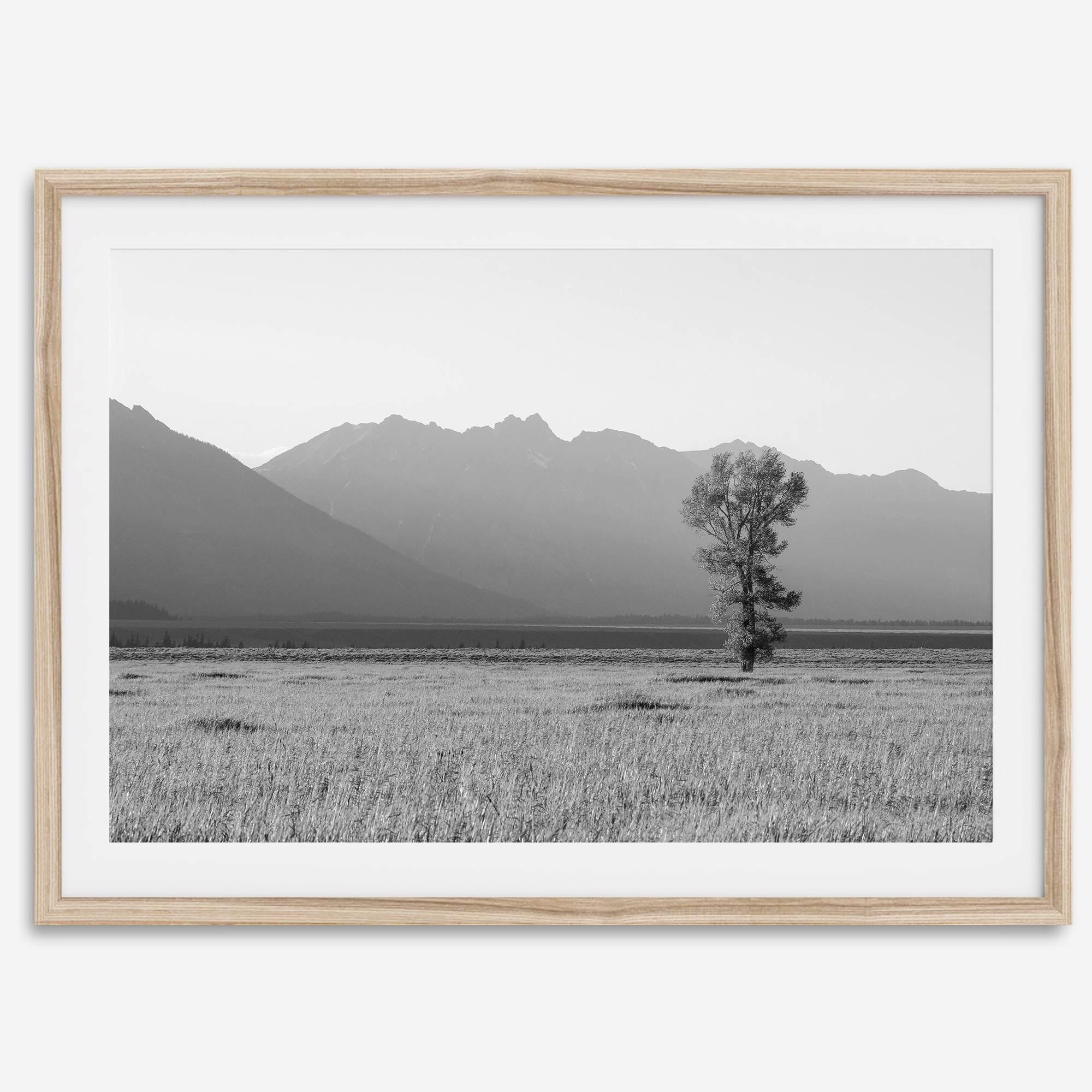 Teton Tranquility