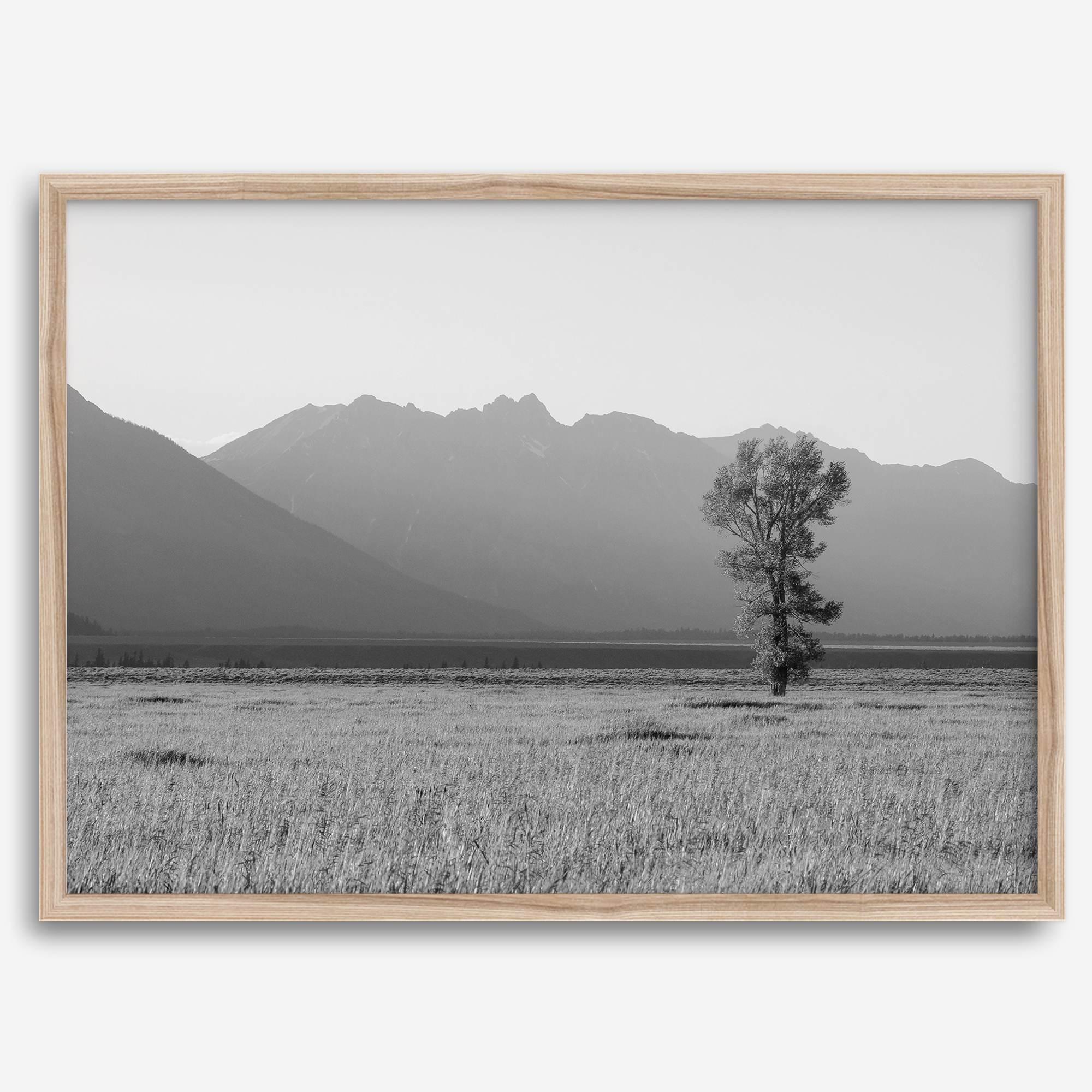Teton Tranquility