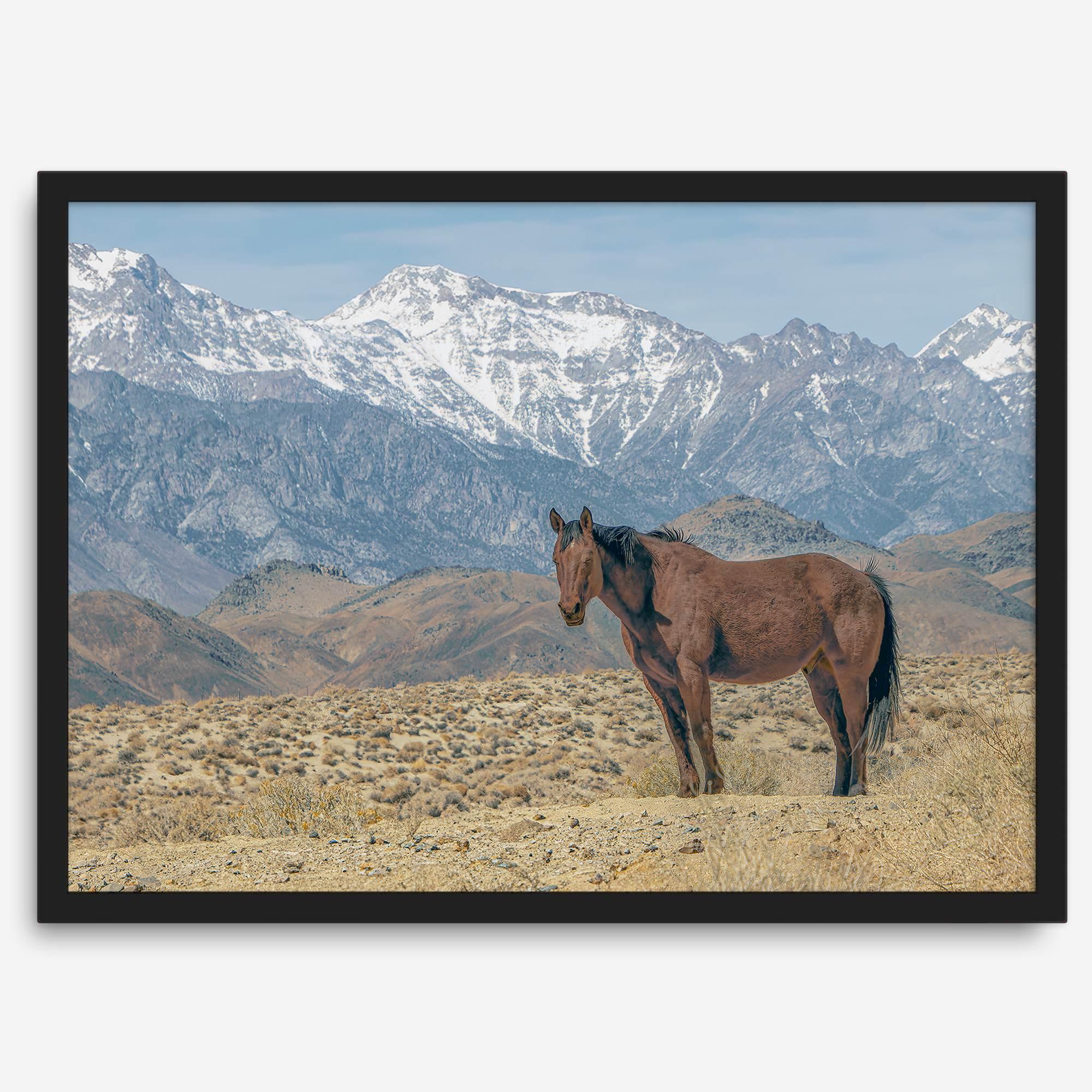 Wild horse standing in a desert landscape with Sierra Nevada mountains in the background, under a clear sky.