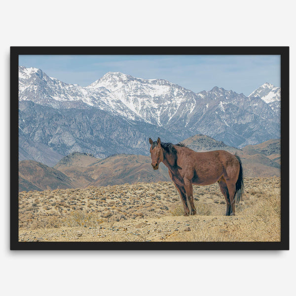 Wild horse standing in a desert landscape with Sierra Nevada mountains in the background, under a clear sky.