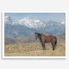 Wild horse standing in a desert landscape with Sierra Nevada mountains in the background, under a clear sky.