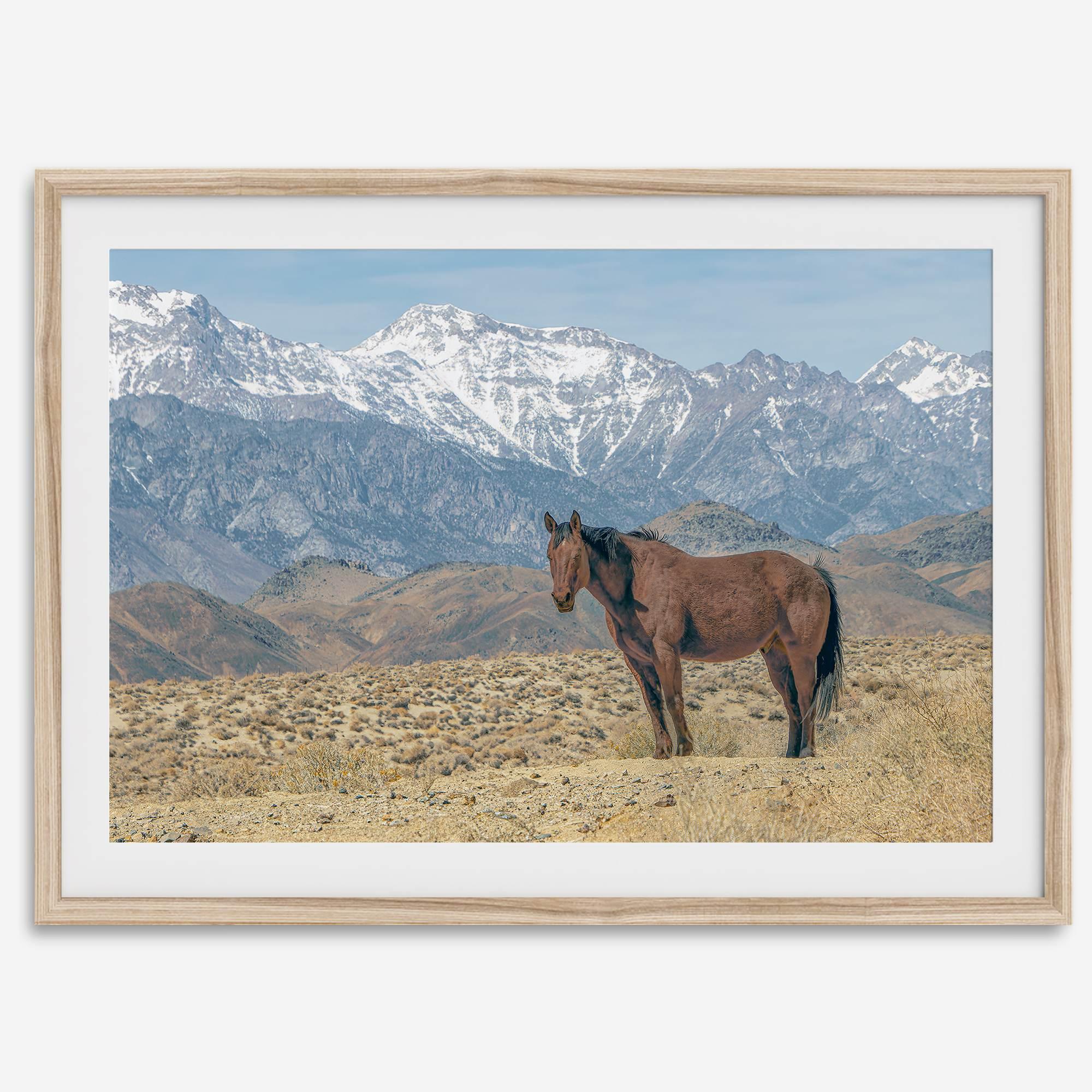 Wild horse standing in a desert landscape with Sierra Nevada mountains in the background, under a clear sky.