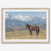 Wild horse standing in a desert landscape with Sierra Nevada mountains in the background, under a clear sky.