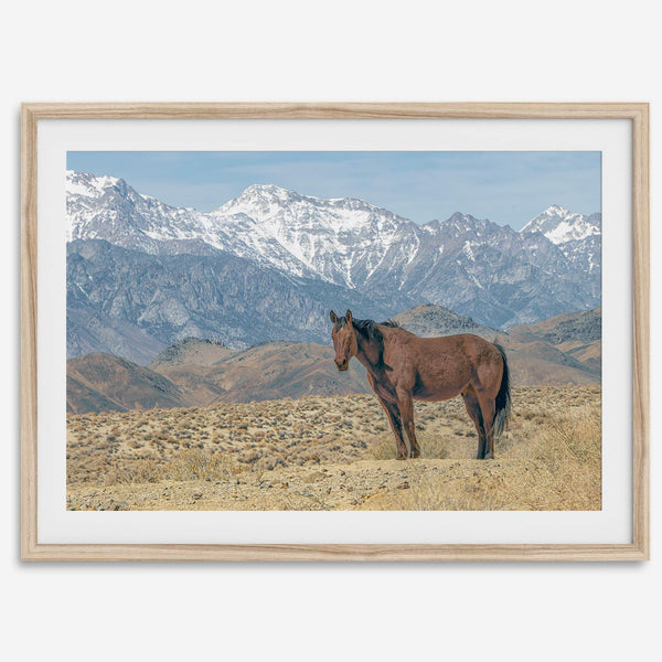 Wild horse standing in a desert landscape with Sierra Nevada mountains in the background, under a clear sky.