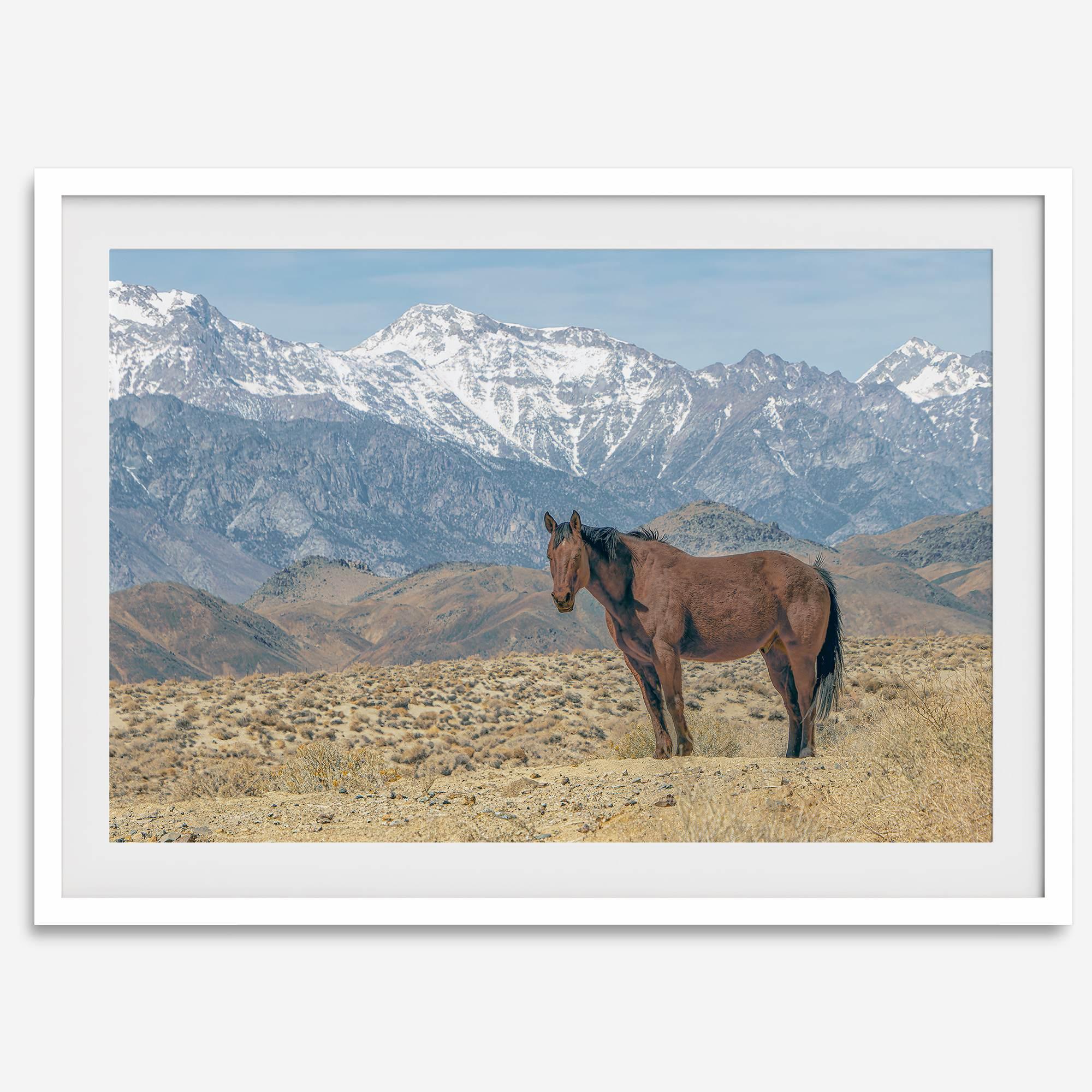 Wild horse standing in a desert landscape with Sierra Nevada mountains in the background, under a clear sky.