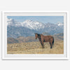 Wild horse standing in a desert landscape with Sierra Nevada mountains in the background, under a clear sky.