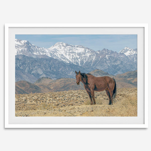 Wild horse standing in a desert landscape with Sierra Nevada mountains in the background, under a clear sky.