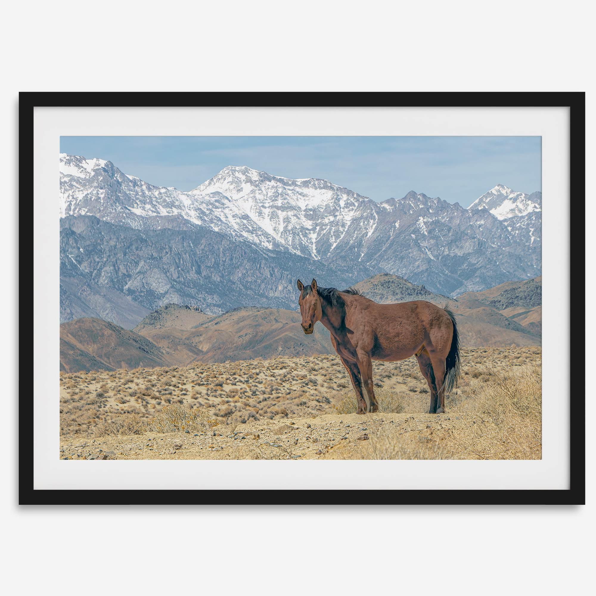 Wild horse standing in a desert landscape with Sierra Nevada mountains in the background, under a clear sky.
