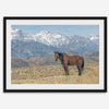Wild horse standing in a desert landscape with Sierra Nevada mountains in the background, under a clear sky.
