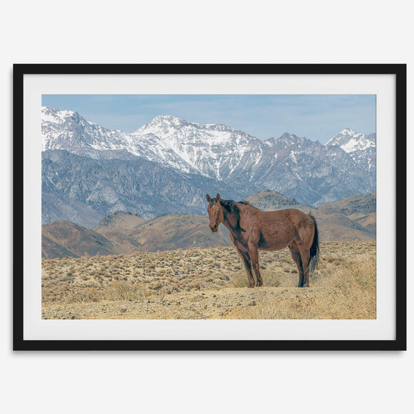 Wild horse standing in a desert landscape with Sierra Nevada mountains in the background, under a clear sky.
