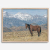 Wild horse standing in a desert landscape with Sierra Nevada mountains in the background, under a clear sky.