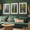 A set of three fine art California Redwood forest prints showcasing lush, stunning, and inspiring forest paths. Symbolizing the different paths we can take in life.