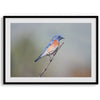 A fine art bird photography print featuring a close up look at a breathtaking Western Blue Bird in California.
